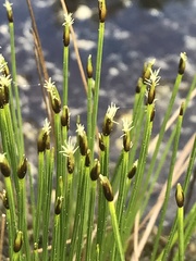 Eleocharis quinqueflora