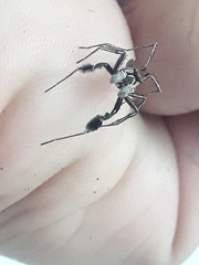Portia albimana