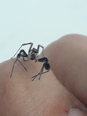 Portia albimana