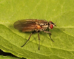 Hydrophoria lancifer