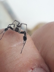 Portia albimana