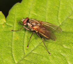 Hydrophoria lancifer