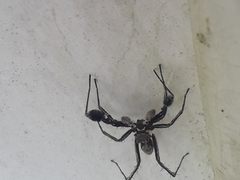 Portia albimana