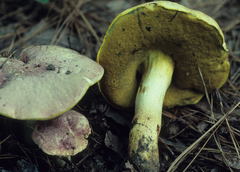 Butyriboletus pseudoregius