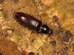 Hypoganus inunctus