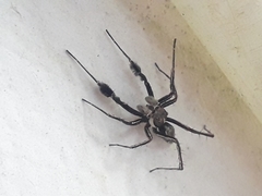 Portia albimana