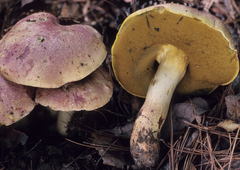 Butyriboletus pseudoregius
