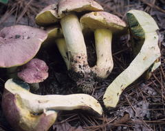 Butyriboletus pseudoregius