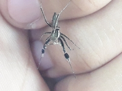Portia albimana