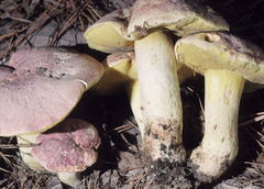 Butyriboletus pseudoregius