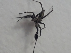 Portia albimana