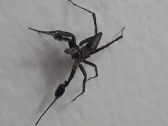 Portia albimana