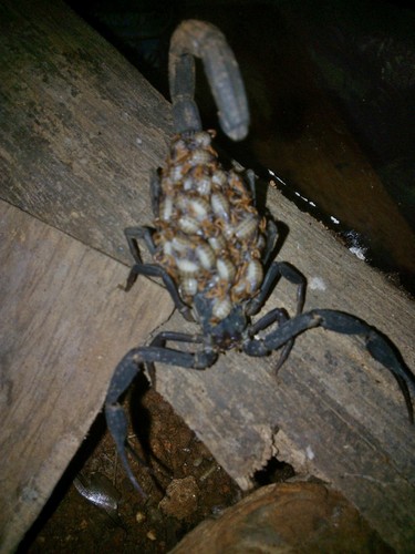 Centruroides nigrescens
