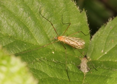 Limonia phragmitidis