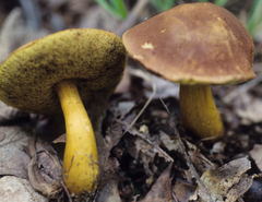Aureoboletus roxanae