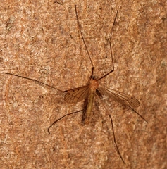 Limonia phragmitidis