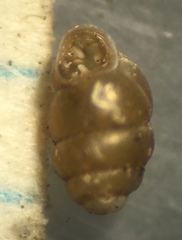 Vertigo arizonensis