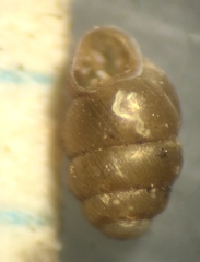 Vertigo arizonensis