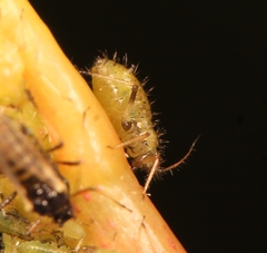 Periphyllus testudinaceus