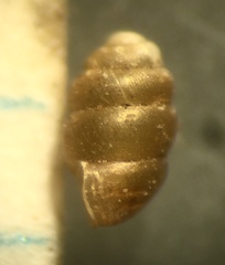 Vertigo arizonensis