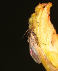 Periphyllus testudinaceus