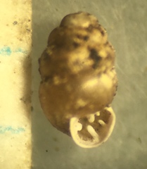 Vertigo arizonensis