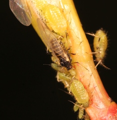 Periphyllus testudinaceus