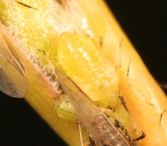 Periphyllus testudinaceus