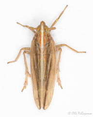 Stenocranus minutus