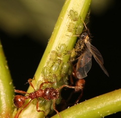 Periphyllus testudinaceus