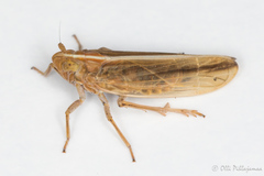 Stenocranus minutus