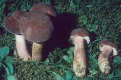 Boletus patrioticus