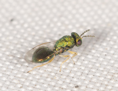Entedon magnificus