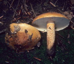 Tricholoma aurantium