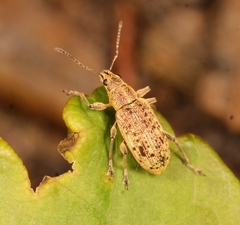 Polydrusus cervinus
