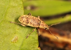 Polydrusus cervinus