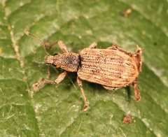 Polydrusus tereticollis