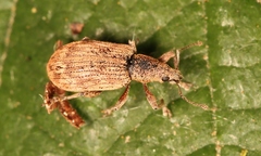 Polydrusus tereticollis
