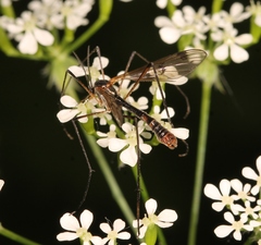 Ptychoptera albimana