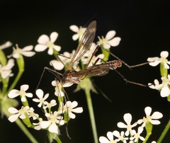 Ptychoptera albimana