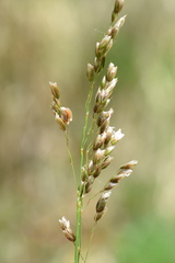 Anthoxanthum australe