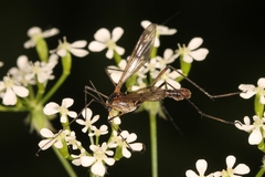 Ptychoptera albimana