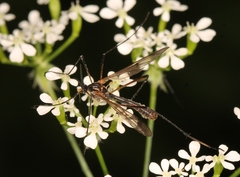 Ptychoptera albimana