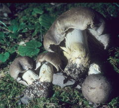 Tricholoma pullum image
