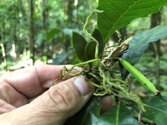 Sarcochilus parviflorus