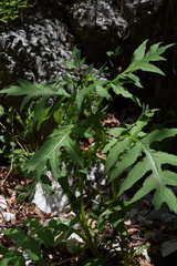 Cirsium alsophilum