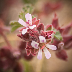 Pelargonium leucophyllum