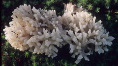 Sebacina sparassoidea image