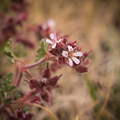 Pelargonium leucophyllum