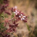 Escarpment Storksbill - Photo (c) Brendan Cole, some rights reserved (CC BY-NC-ND), uploaded by Brendan Cole